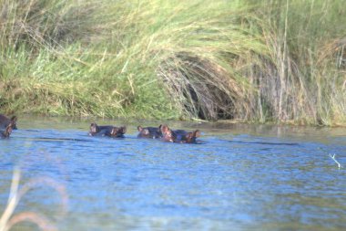 Nehirde vahşi bir at sürüsü