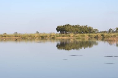 Ormanda bir göl manzarası