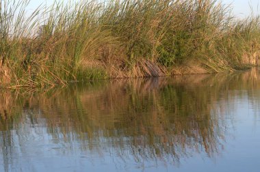 Güzel göl manzarası