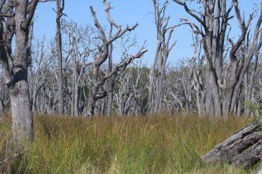 Ulusal parktaki büyük ağaç.