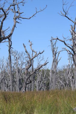 Savanadaki ağacın güzel bir görüntüsü.
