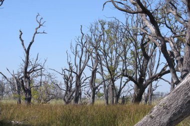 ormanda ağaçlar ve çim
