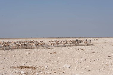Afrika bozkırlarında yürüyen bir grup vahşi geyik.