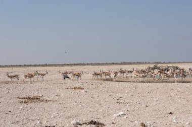 Kenya bozkırında bir grup beyaz geyik