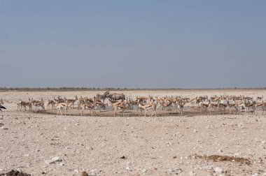 Çöldeki bir grup vahşi hayvan.