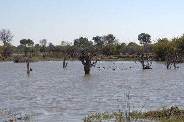 Ağaçlar ve nehirlerle dolu güzel bir manzara.