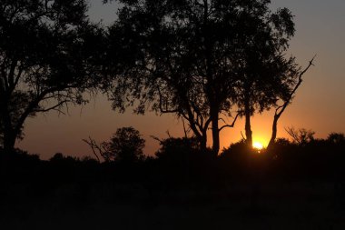 Gün batımında bir ağacın silueti
