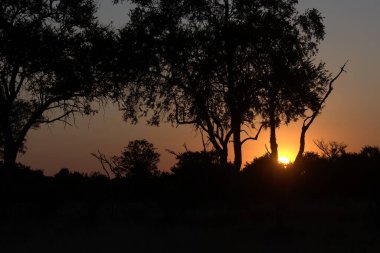 Tarlanın ortasındaki bulanık bir ağacın siluetinin yakın plan görüntüsü.