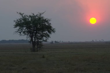 Ormanda güzel bir günbatımı. Doğa ve manzara arkaplanı.