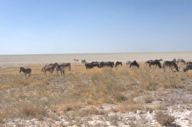 Çöldeki Vahşi atlar sürüsü