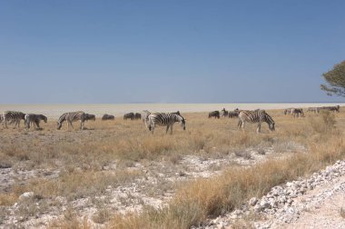 Afrika çölündeki kum tepesinde vahşi at sürüsü.