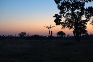 Ormanda gün batımı
