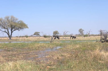 Savanadaki Afrika filleri