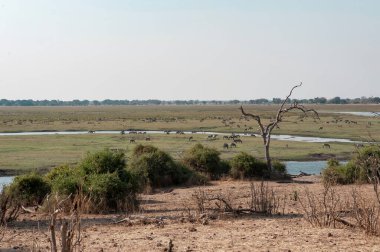 Gölde bir inek sürüsü