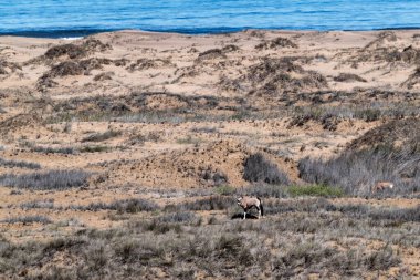 Çöldeki vahşi hayvanlar
