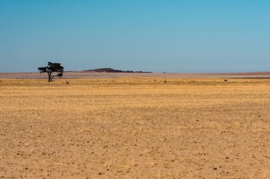 Çölde yalnız ağaç