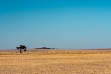 Çöldeki güzel bir ağaç manzarası.
