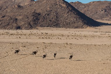 Yoldaki koyun sürüsü