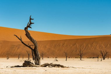 Namib Naukluft Ulusal Parkı, Namibya, Afrika