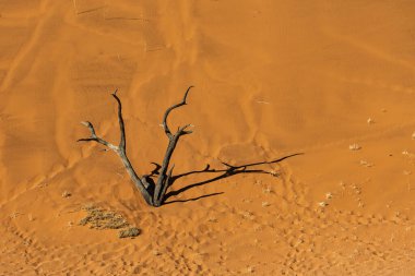 Çöldeki kuru ağaç.