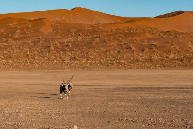 Çölde sırt çantalı bir adamın güzel bir fotoğrafı.