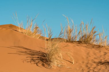 Çölde kum tepeciği