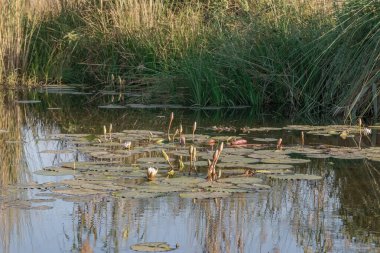 Beyaz zambaklı gölet