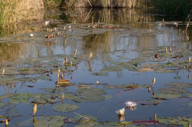 Büyük gölü olan güzel bir göl manzarası.