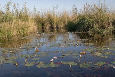 Gölün ortasında bitkilerle güzel bir resim.