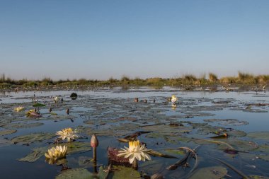 Akşamları nehirde nilüfer çiçeği.