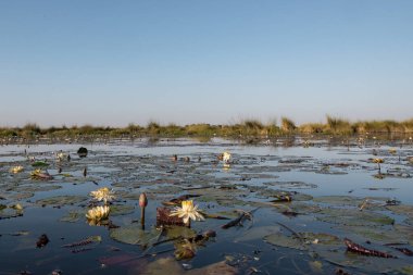 Beyaz nilüferli göl manzarası