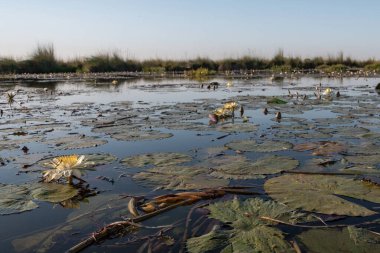 Nehir ve gölü olan güzel bir manzara.