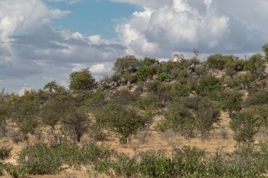 Bulutlu bir gökyüzünün altındaki ağaçların manzarası.