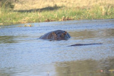 Gölün sularında bir su aygırı. Doğadaki hayvan..