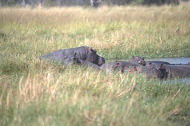 Nehirdeki su aygırları.