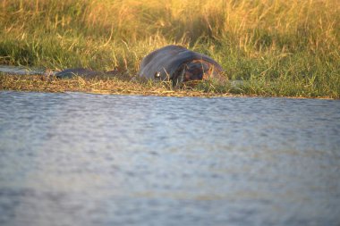 Sudaki siyah ayının yakın çekimi.