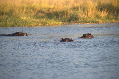 vahşi doğada su aygırı