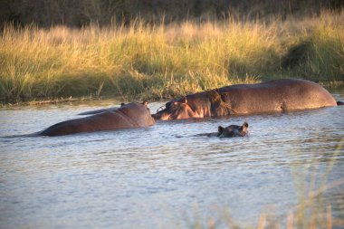 Sudaki su aygırları