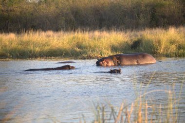 Nehirdeki su aygırları.