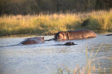 Sudaki bir su aygırı sürüsü.
