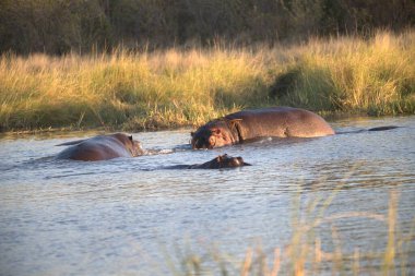 vahşi doğada su aygırı