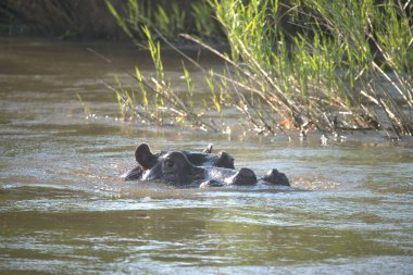 Suaygırı suda yüzüyor.