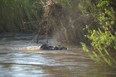 Nehirde güzel bir Afrika bufalosunun yakın plan fotoğrafı.