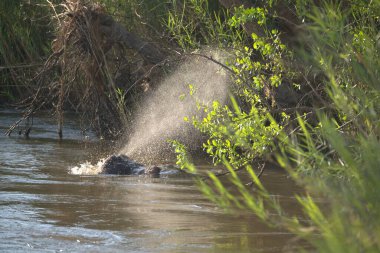 Afrikalı Amerikan Timsahı (Crolus lus )