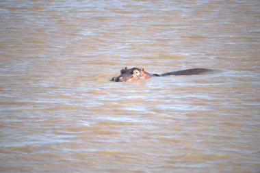 Sudaki bir grup genç hayvan.