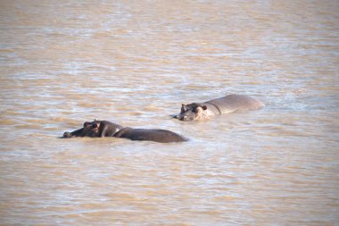 Sahilde bir köpeğin yakın çekimi.