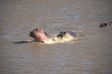 Sudaki su aygırları