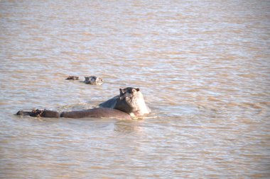 Nehirde büyük beyaz bir su aygırı var.