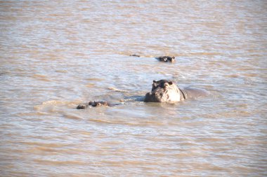 Sudaki büyük beyaz timsah.
