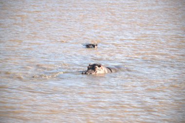 Vahşi fil ailesi, Afrika fili, sudaki aile fili. Sudaki fil, nehirdeki şehir..